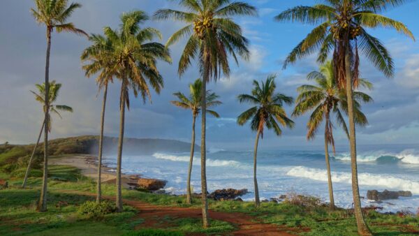 Wallpaper Under, Nature, Mobile, Sea, Desktop, Field, Trees, Blue, Tall, Ocean, Bushes, During, Waves, Grass, Daytime, Coast, Coconut