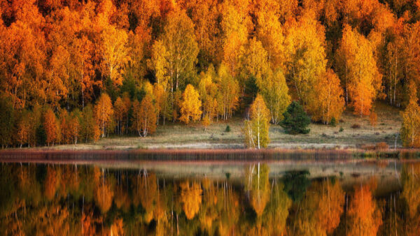 Wallpaper Yellow, River, Forest, Green, Leaves, Autumn, Orange, Reflection, Trees
