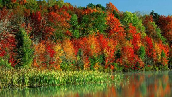 Wallpaper River, Blue, Yellow, Background, Autumn, Red, Trees, Beautiful, Fall, Reflection, Sky, Green