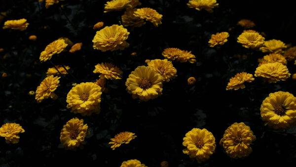 Wallpaper Mobile, Desktop, Yellow, Leaves, Chrysanthemum, Green, Flowers, Flower, Petals