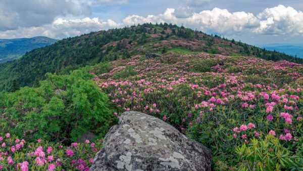 Wallpaper Mountain, Sky, Slope, Flowers, Green, White, Background, Leaves, Clouds, Pink, Plants, Blue