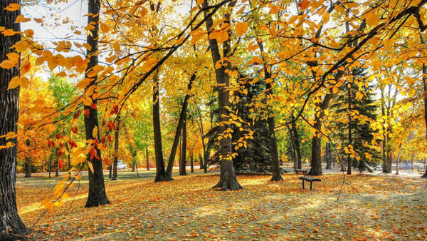 Wallpaper Park, Autumn, Daytime, Green, Yellow, Leaves, Red, Trees, During