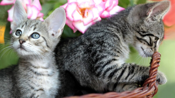 Wallpaper Cat, Basket, Inside, Funny, White, Black, Kittens