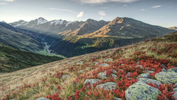 Wallpaper Slope, Desktop, Stones, Flowers, Bushes, Mountains, Forest, During, Mobile, Trees, Desktopography, Red, Green, Grass, Nature, Daytime, Dry