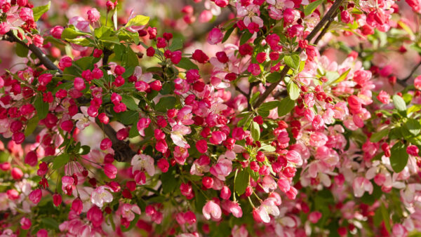 Wallpaper Branches, Desktop, Apple, Blur, Tree, Pink, Mobile, Leaves, Flowers, Background, Buds, Moble, Green