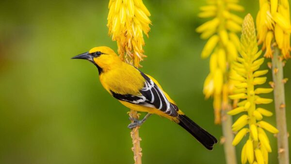 Wallpaper Yellow, Black, Standing, Plant, Flower, Green, Background, Bird, Blur, Birds