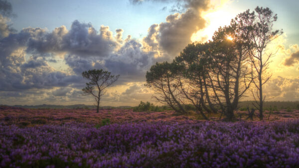 Wallpaper Clouds, Field, Purple, Nature, Under, Flowers, Trees, Desktop, Passing, Sun, Green, Blue, Through, Sky