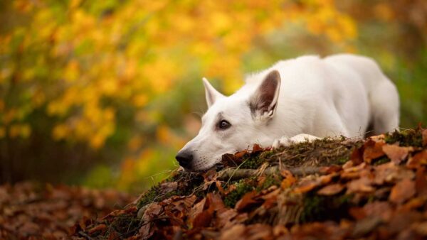Wallpaper Tree, Leaves, Down, Dry, Swiss, Dog, Blur, White, Yellow, Branches, Background, Lying, Shepherd