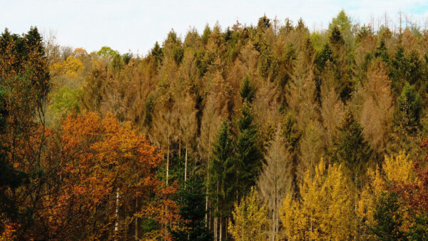 Wallpaper Blue, Green, Forest, Trees, Background, Orange, Leaves, Nature, Autumn, Yellow, Sky