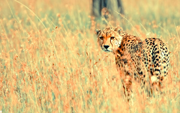 Wallpaper Beautiful, Cheetah