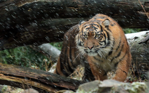 Wallpaper Sumatran, Tiger, Wild