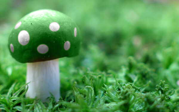 Wallpaper Download, Free, Abstract, Background, Pc, 1920×1200, Desktop, Mushroom, Images, Wide, Wallpaper, Cool, Green