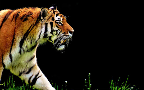 Wallpaper Tiger, The