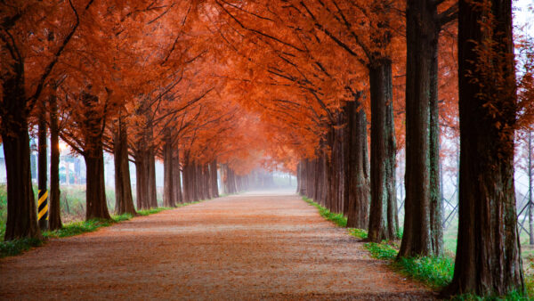 Wallpaper Scenery, Park, Autumn