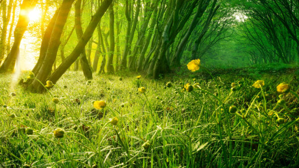 Wallpaper Forest, Flowers, 4k, Yellow, Sunlight, Trees, Mobile, Nature, Grass, Petaled