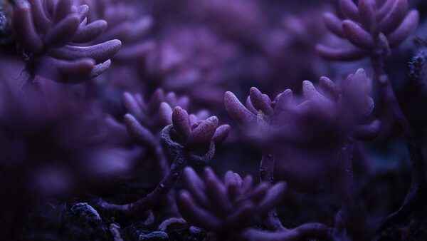 Wallpaper Flower, 4k, Purple, Petaled