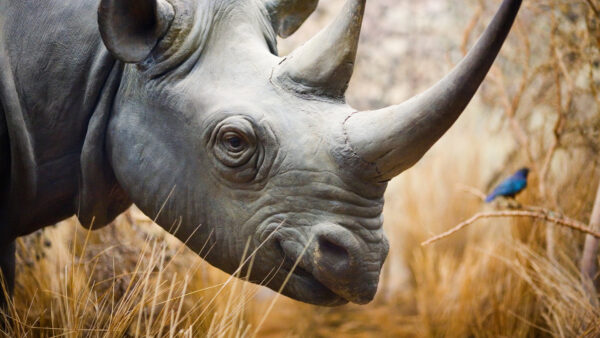 Wallpaper Images, 4k, Background, Rhinoceros, Los, Desktop, Animals, Rhino, Pc, Cool, Angeles