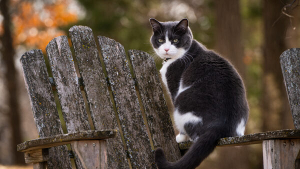Wallpaper Wooden, And, Desktop, Old, Animals, Chair, Cat, White, Sitting, Black