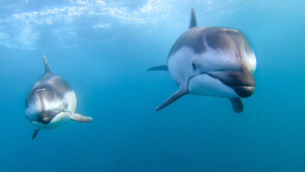 Wallpaper Cool, Dolphin, Desktop, Images, Free, Animal, Download, Pc, Wallpaper, Background, 1920×1080, Animals