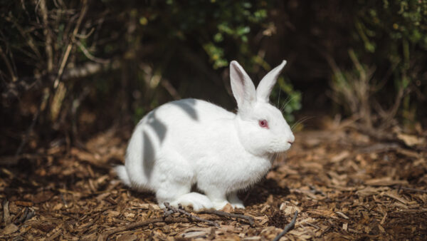 Wallpaper White, Rabbit, Desktop, Cute, Animals