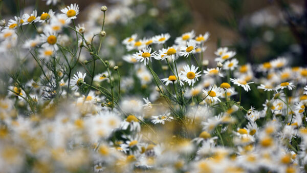 Wallpaper Earth, Desktop, Chamomile, Flowers