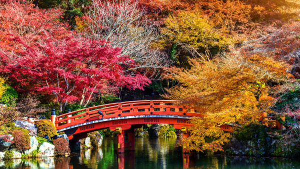 Wallpaper Nature, With, Reflection, Colorful, Bridge, River, Mobile, Blossom, Between, And, Desktop, Trees