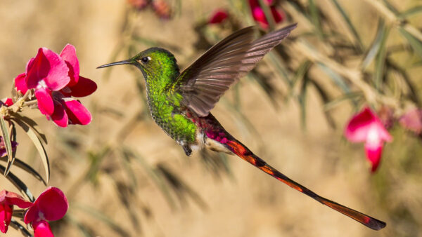 Wallpaper Humming, Animals, Flying, Flower, Green, Near, Bird, Desktop, Pink