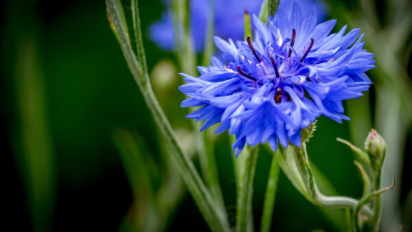 Wallpaper Photo, Closeup, Flowers, Desktop, Cornflower