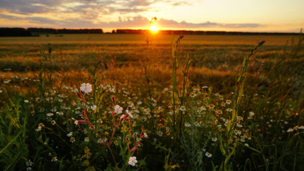 Wallpaper Horizon, During, And, Sunset, Nature, Field, Mobile, Desktop, Wildflower