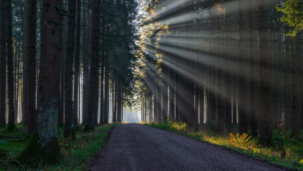 Wallpaper Sunbeam, And, Road, Desktop, Nature, Forest, Trees, Mobile, Between