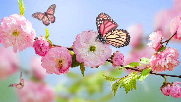 Wallpaper Desktop, Flowers, Pink, Butterflies, Spring, With