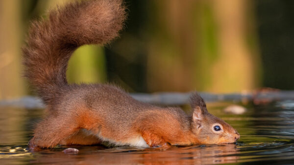 Wallpaper Desktop, Standing, Squirrel, Water, Red, Mobile, Around