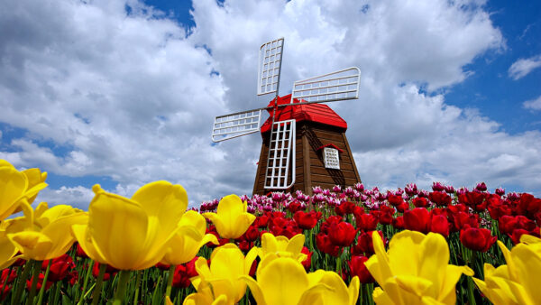 Wallpaper Windmill, Mobile, Travel, Tulip, Cloud, Spring, Sky, Flower, Nature, Desktop