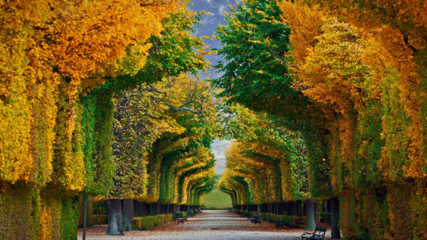 Wallpaper Austria, Garden, Schonbrunn, Fall, Foliage, Palace, Vienna, Travel