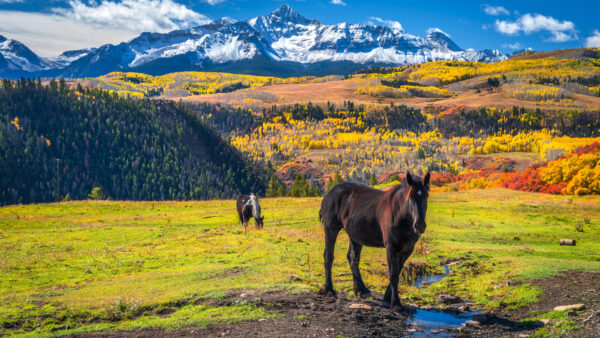 Wallpaper Capped, Daytime, During, Horse, Standing, Are, Slope, Two, Trees, Colorful, Snow, Autumn, Mountains, Background, Mobile, Desktop, Horses