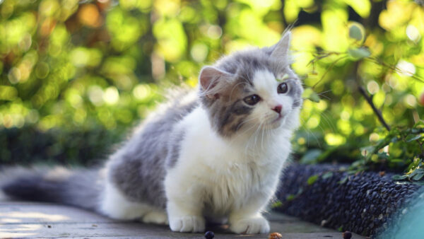 Wallpaper Green, Ash, Bokeh, Fur, Cat, Sitting, Pathway, Background, White, Blur, Wood, Kitten, Desktop, Mobile