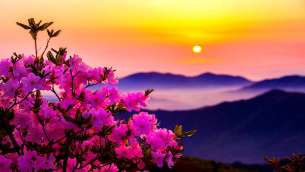 Wallpaper Flowers, Plants, Sky, Pink, Blur, Moon, Yellow, Background, Spring