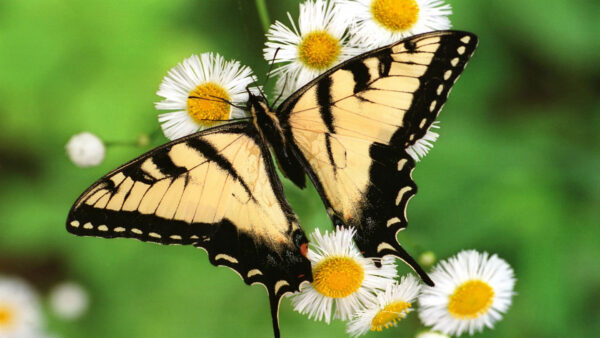 Wallpaper Yellow, Desktop, Butterfly, Blur, Flowers, With, Black, And, Background