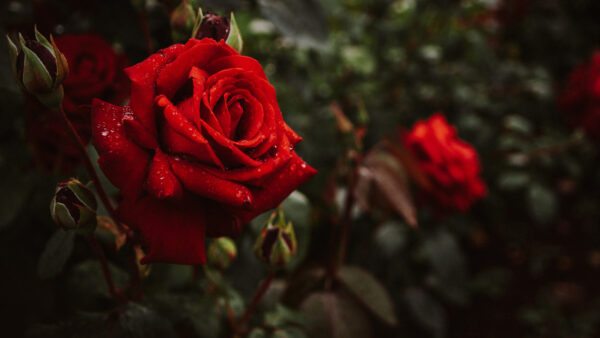 Wallpaper Mobile, Petals, Red, Drops, Water, Desktop, With, View, Background, Leaves, Closeup, Flowers, Blur, Rose