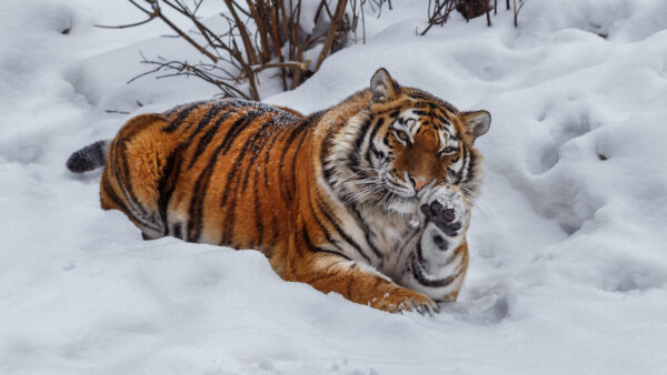 Wallpaper Down, Tiger, Snow, Lying