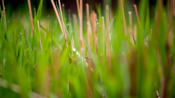 Wallpaper Closeup, Blur, Grass, Background, Mobile, Green, View, Desktop, Dry, Field, Nature