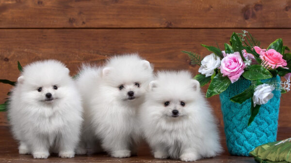 Wallpaper WALL, Background, Near, White, Puppy, Dogs, Dog, Wood, Standing, Vase, Flower, Cute