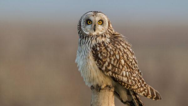 Wallpaper Eyes, Blur, Owl, Desktop, Yellow, Wood, Brown, Background