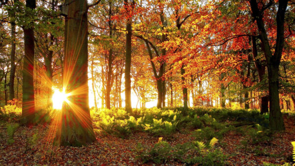 Wallpaper Leafed, Autumn, Trees, Red, Sunrays, Yellow, Nature, With