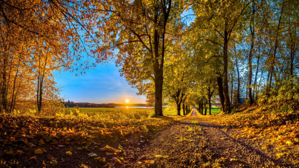 Wallpaper Yellow, Mobile, Fall, During, Sand, Trees, Sunrise, Path, Green, Desktop, Autumn