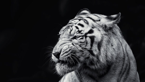 Wallpaper Tiger, Background, Face, Black