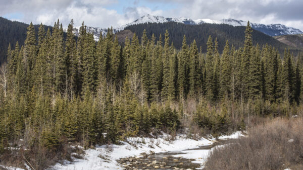 Wallpaper View, Green, River, Mobile, Landscape, Trees, Desktop, Nature, Mountains, Forest