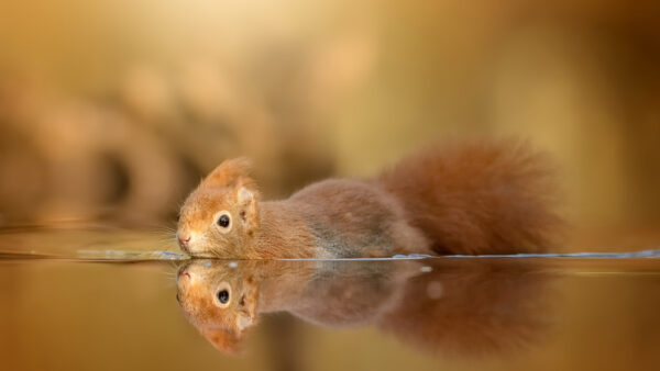 Wallpaper Water, Desktop, Red, Squirrel, Reflection, With