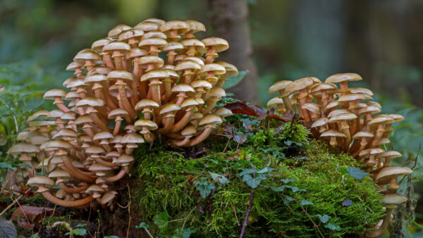 Wallpaper Desktop, Background, Plants, Small, Green, Mushrooms, Bunch, Mushroom, Mobile, Blur