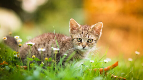 Wallpaper Background, Brown, Yellow, Blur, Kitten, Cat, Colorful, Eyes, Standing, Bokeh, Green, Black, Grass